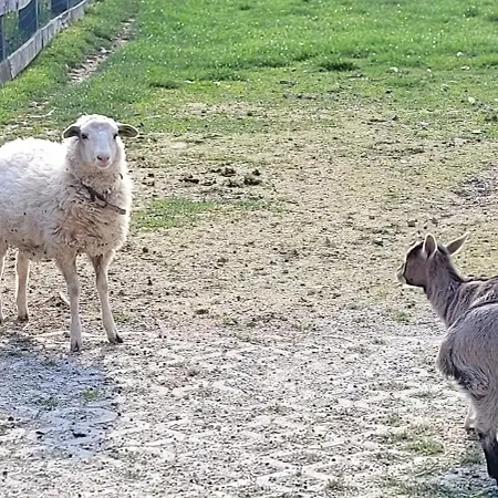 בית נופש Cosy Village Sentjernej